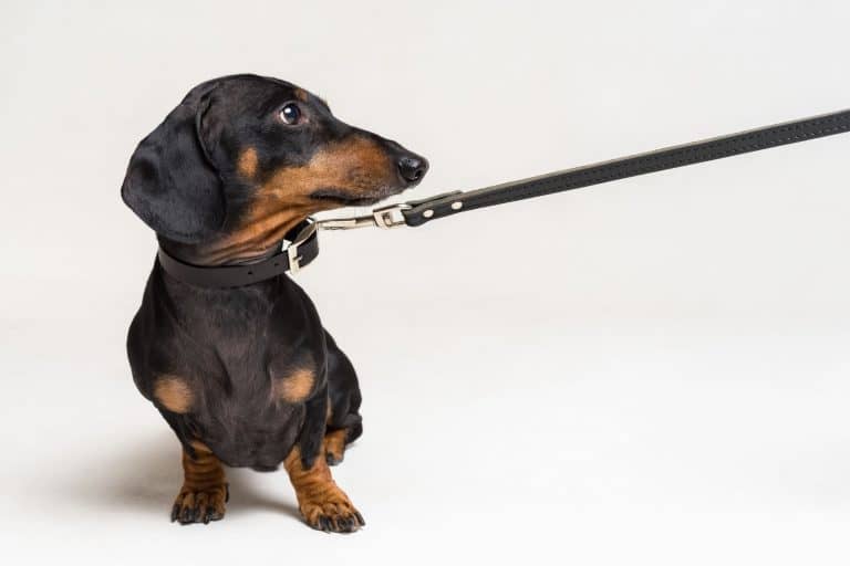 Are Dachsunds Easy to Train?
