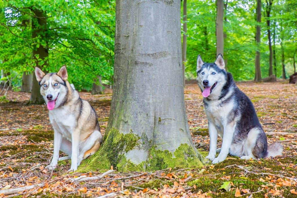 how do huskies keep cool in the summer