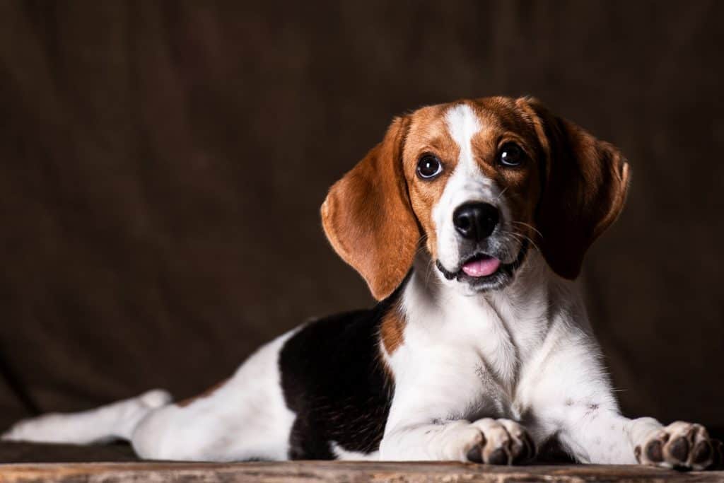 110768061 m What Are Beagles Bred For?