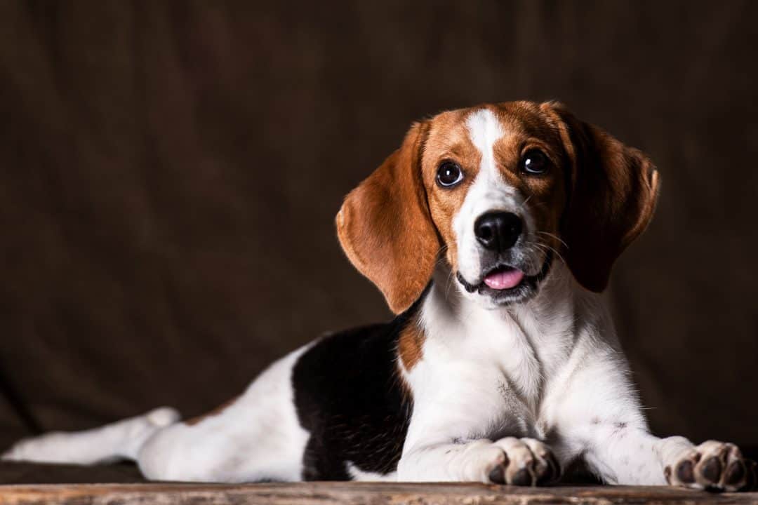 The Ultimate Guide to What Beagles Can (And Can't) Eat - Embora Pets