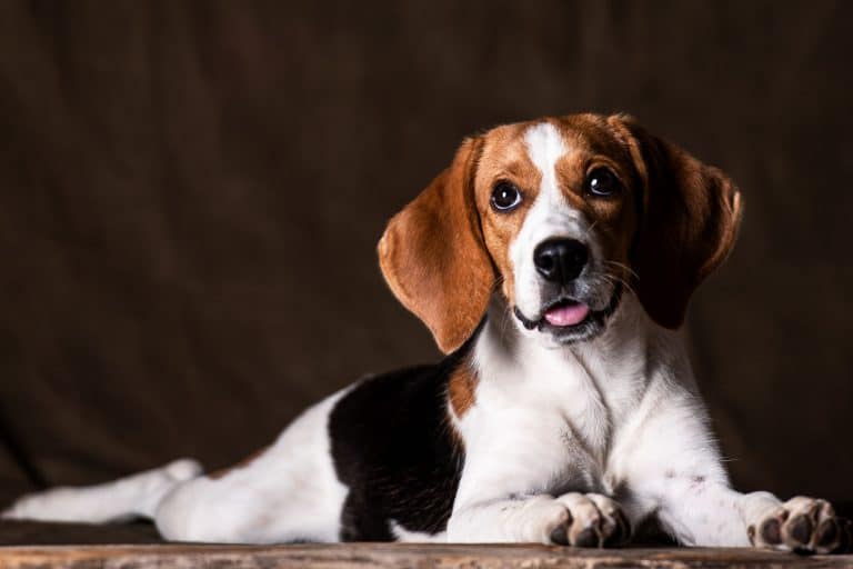 Best Age to Breed a New Beagle