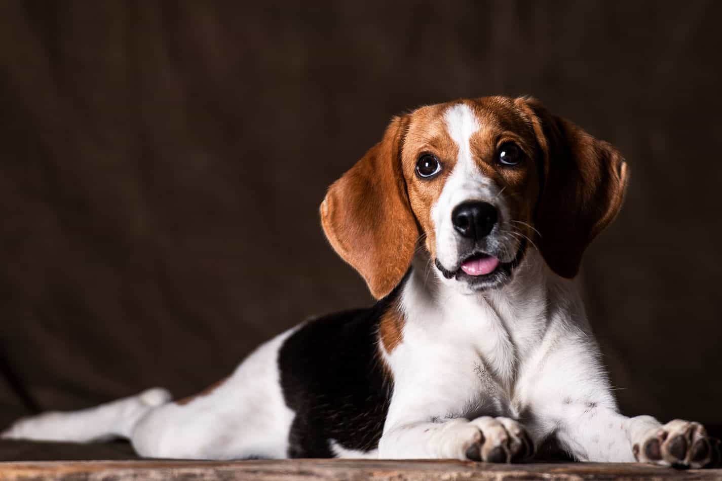 Beagles Dogs For Sale Near Me