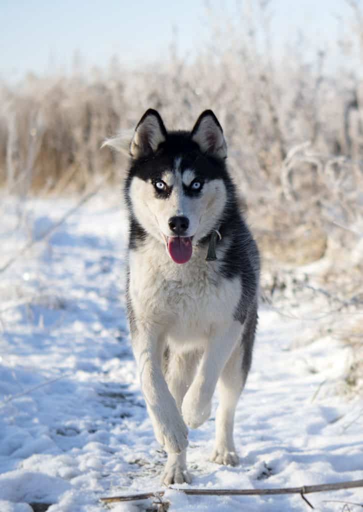 husky shaved from the neck down