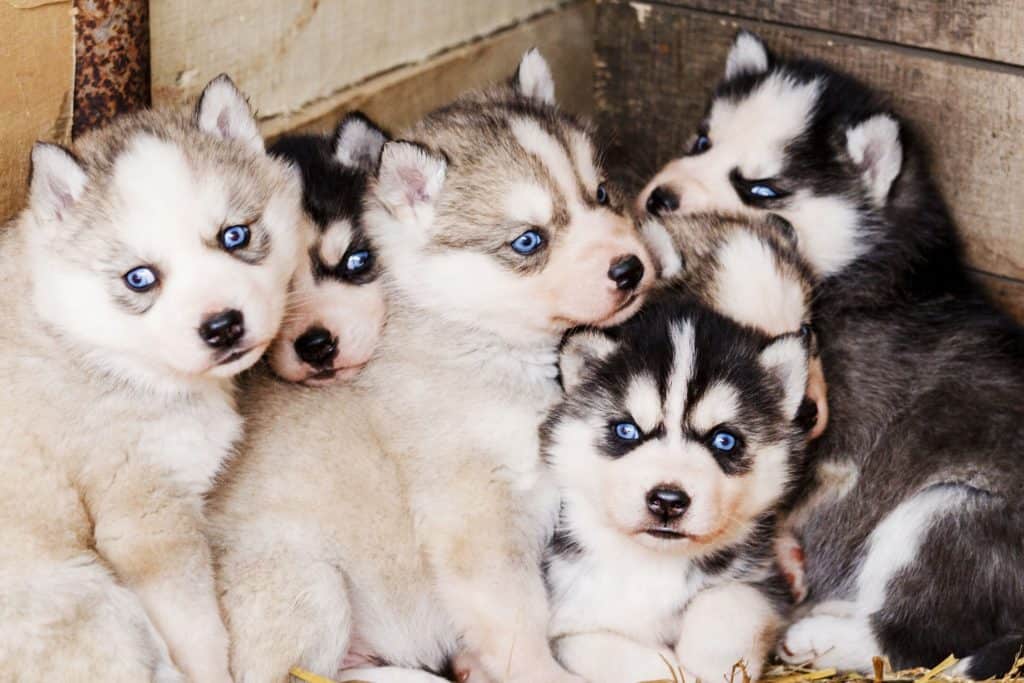 are siberian huskies friendly with other dogs