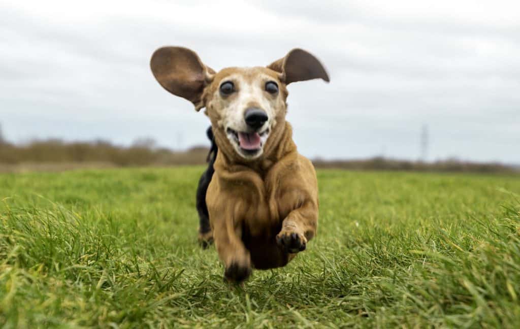 Are Dachsunds Easy to Train?