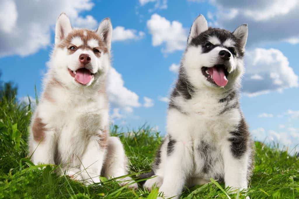 12605629 m Choosing a Husky Mix Breed: Which is Best for Your Home?
