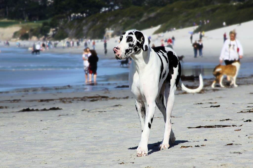 are great dane puppies easy to train