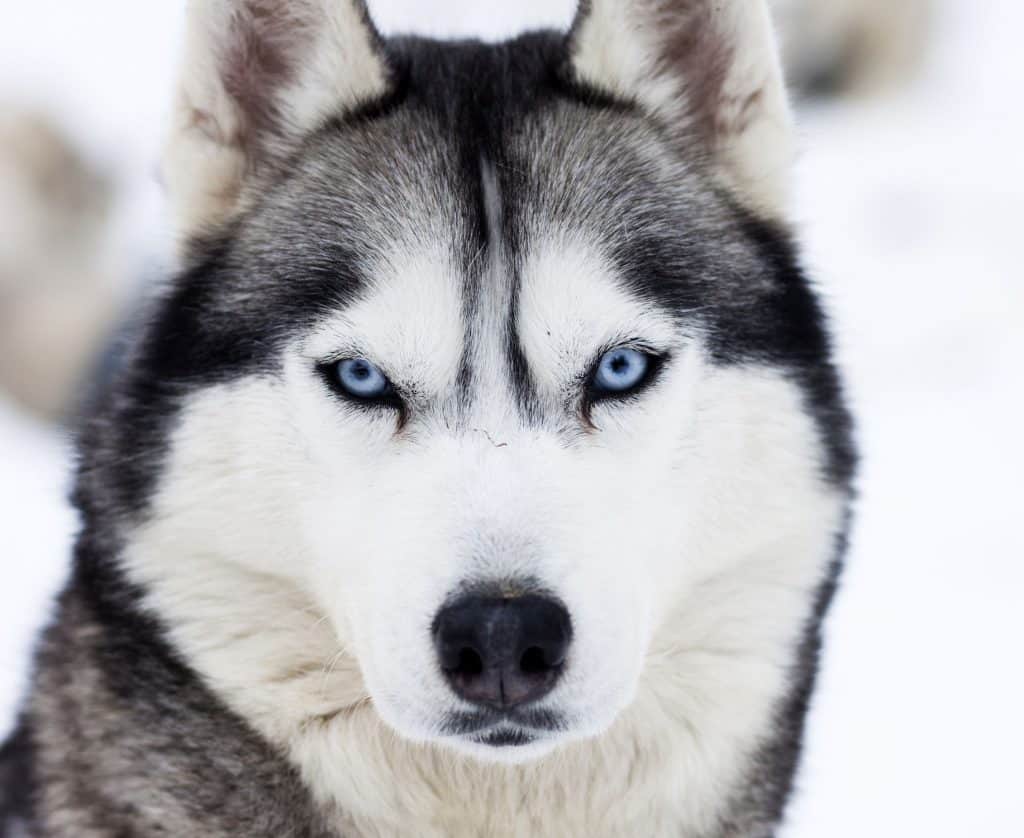 husky emotional support dog