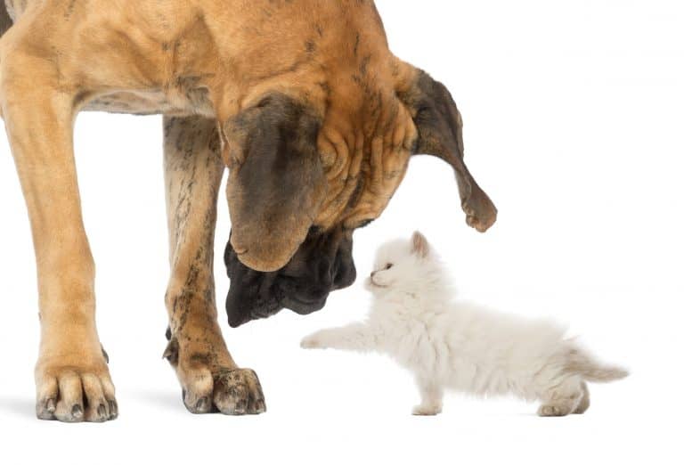 Do Great Danes Get Along With Cats?