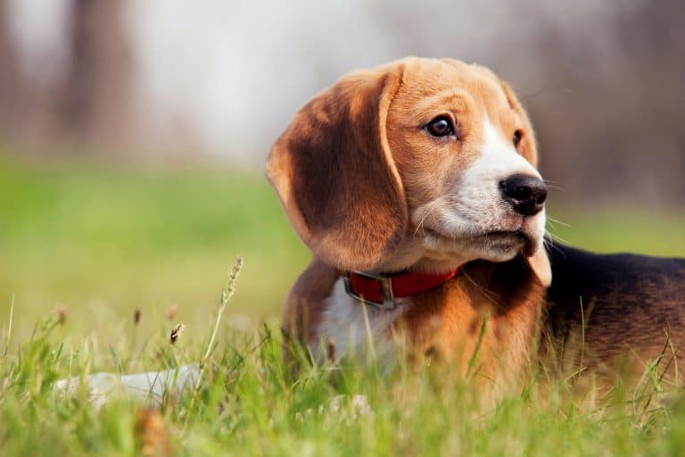 Can Beagles Live Outside?