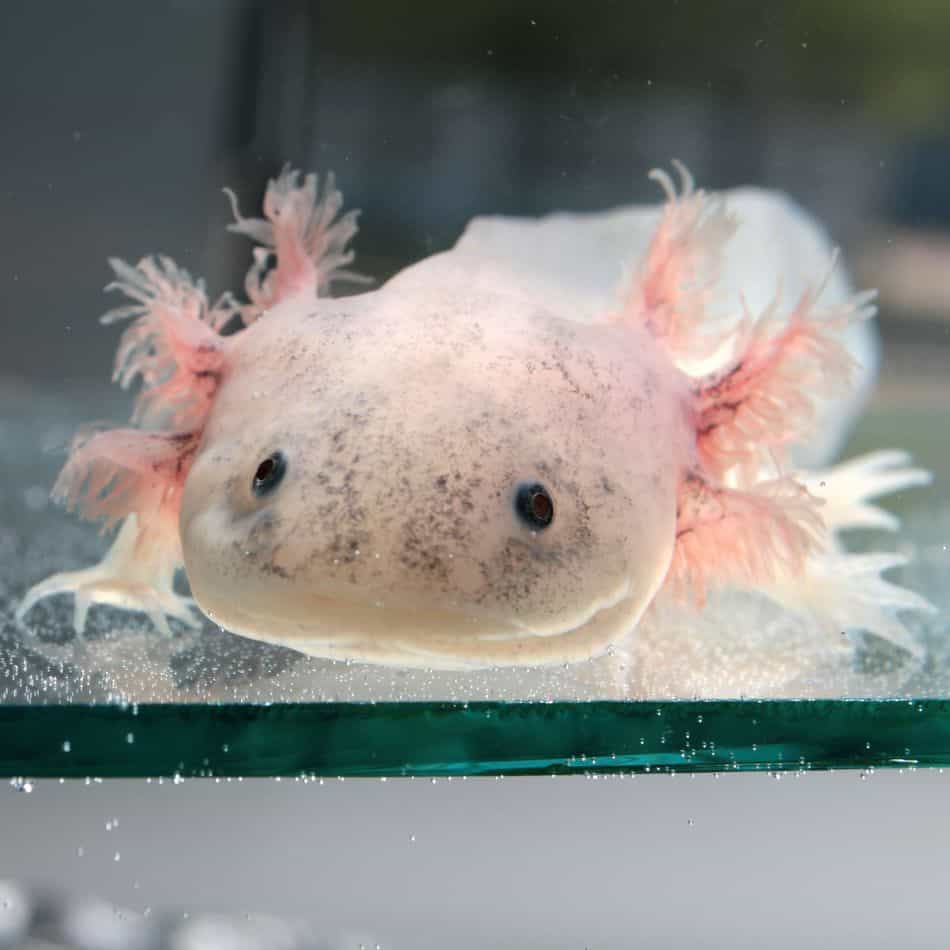 melanoid axolotl colors