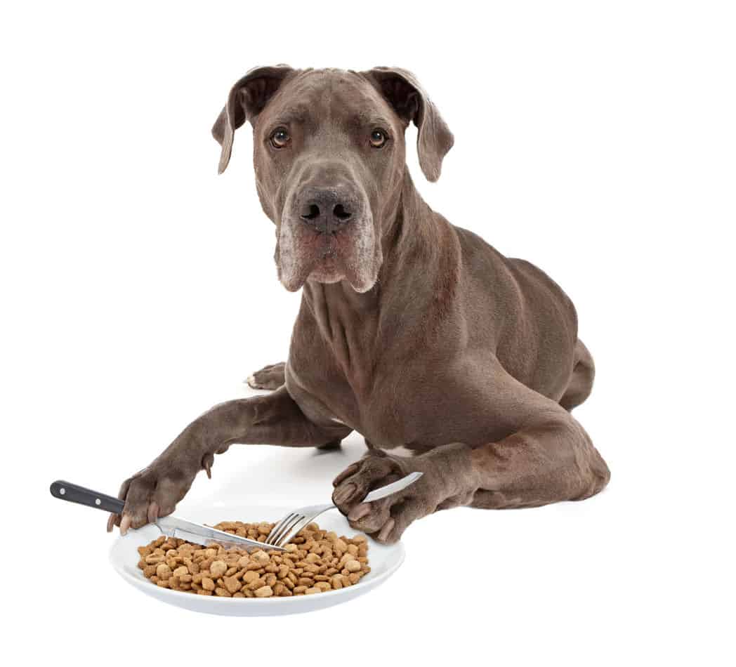 great dane diet