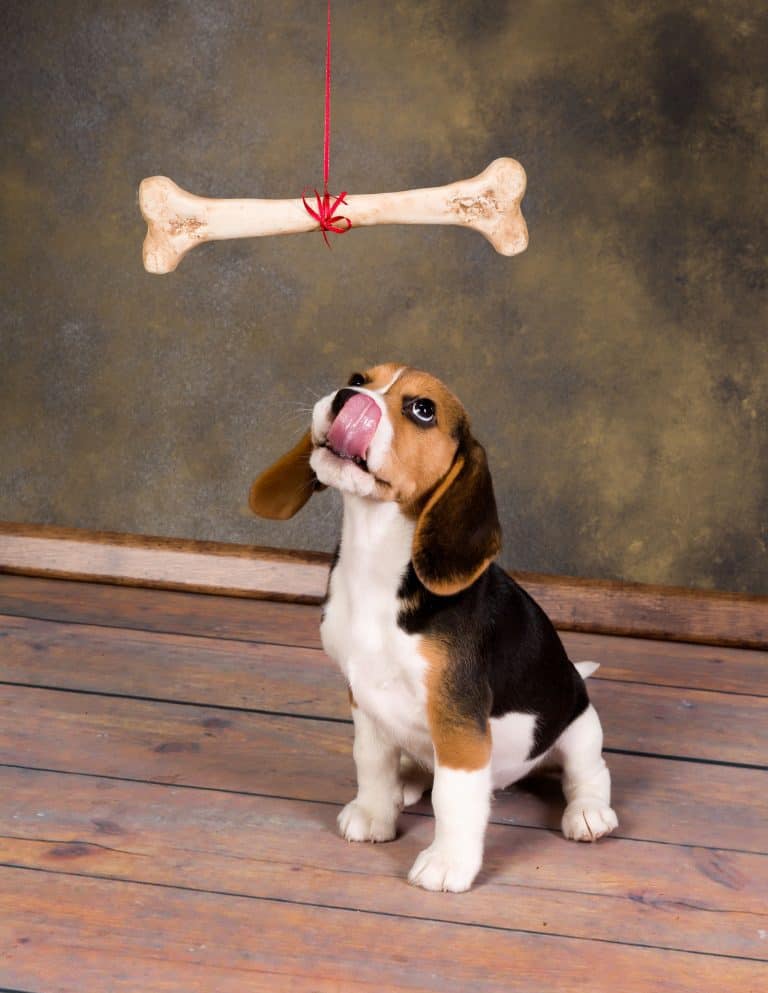 Can Beagles Chew on Bones?