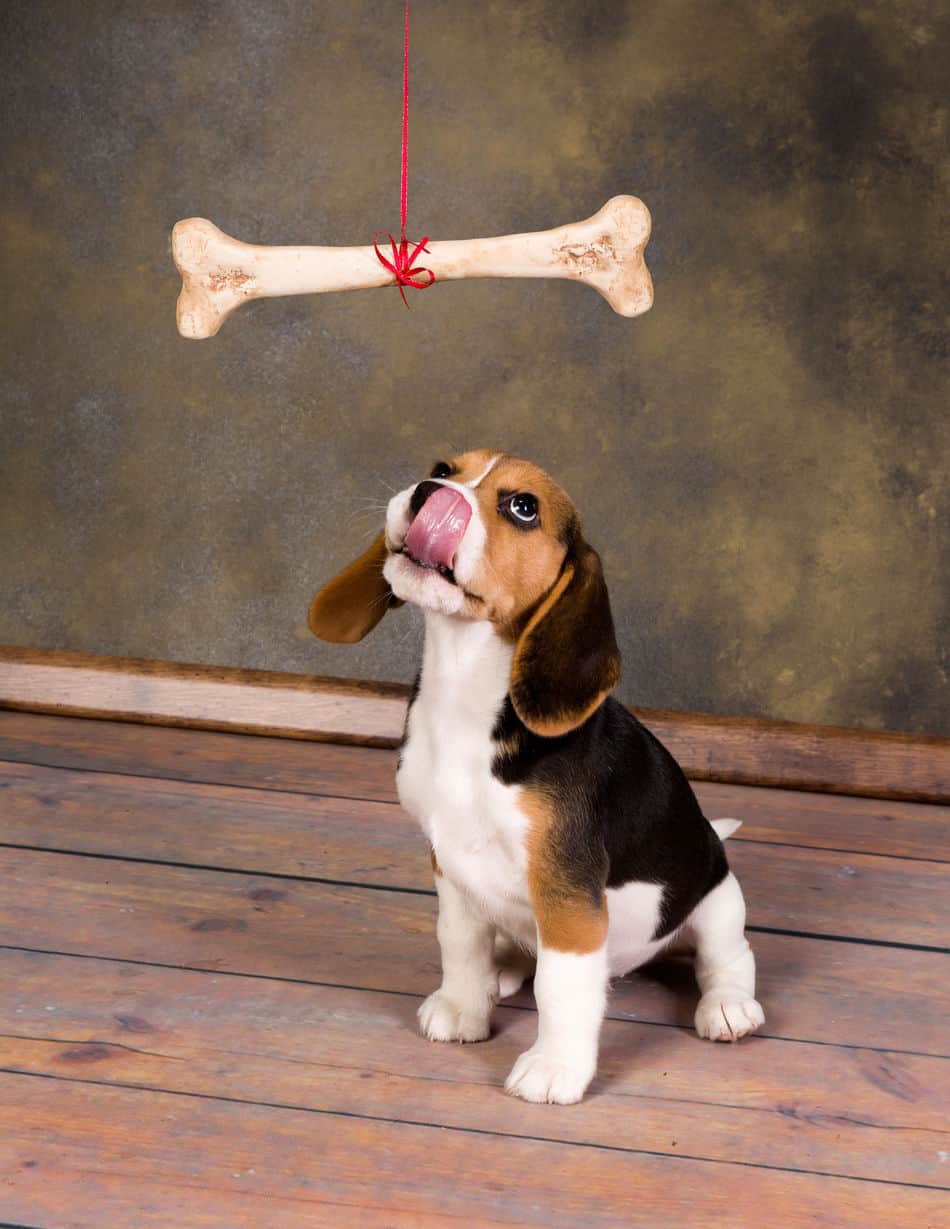 best chew bones for beagles