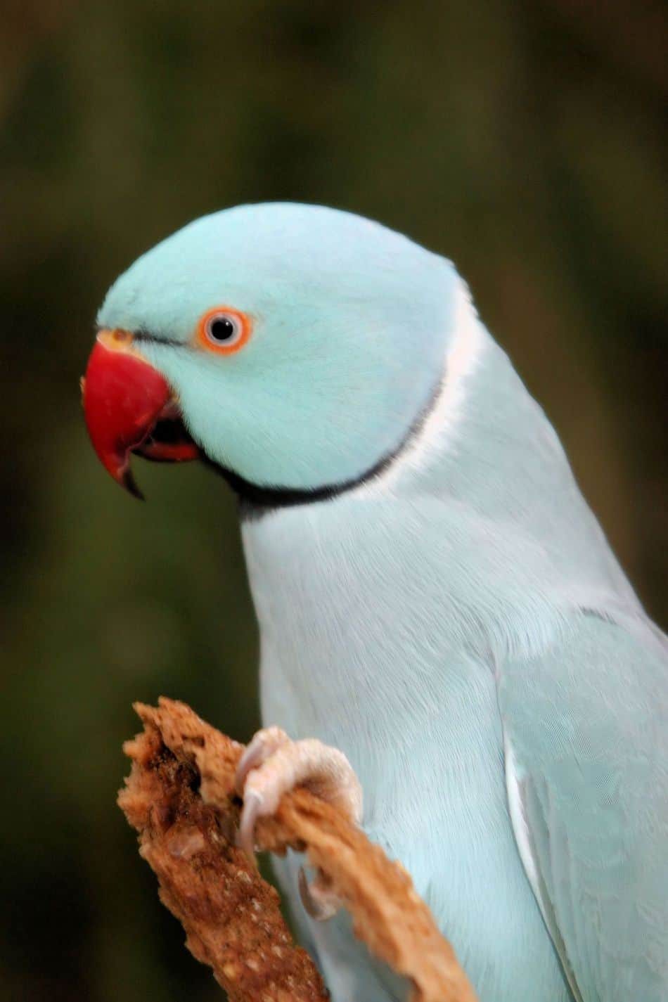 what food can parakeets not eat