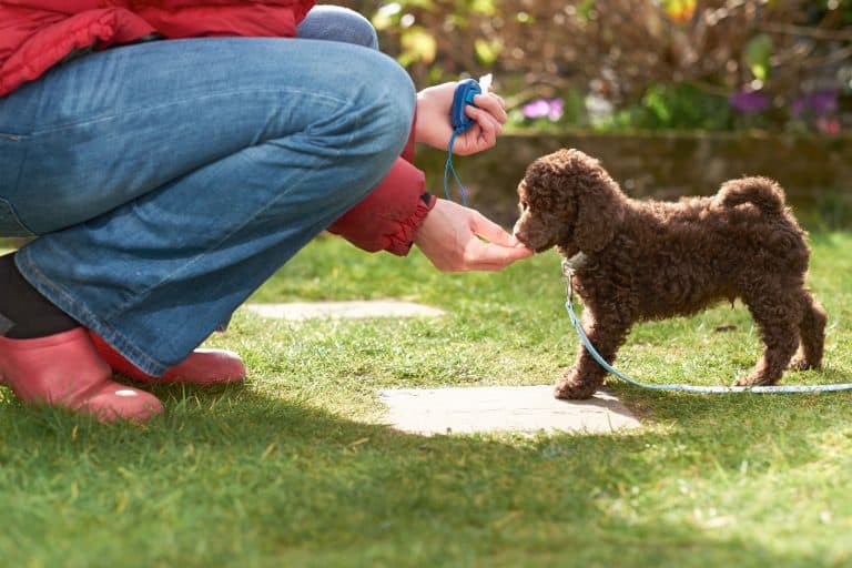 Are Poodles Easy to Train?