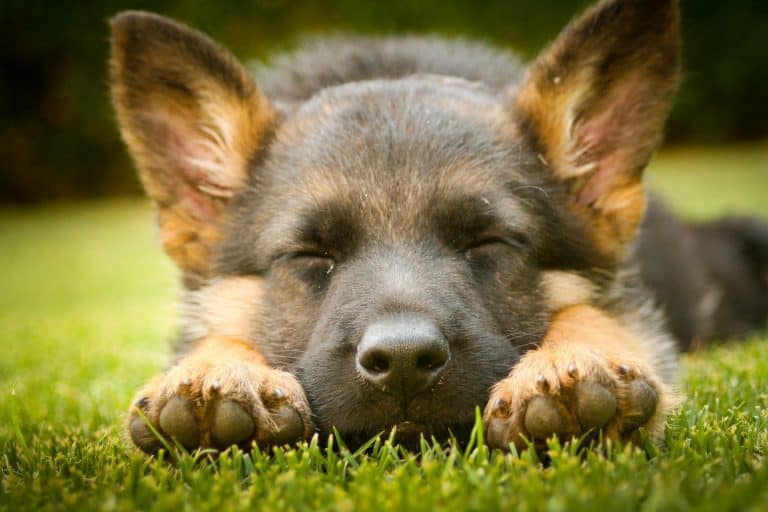 How Much Sleep Should a German Shepherd Have?