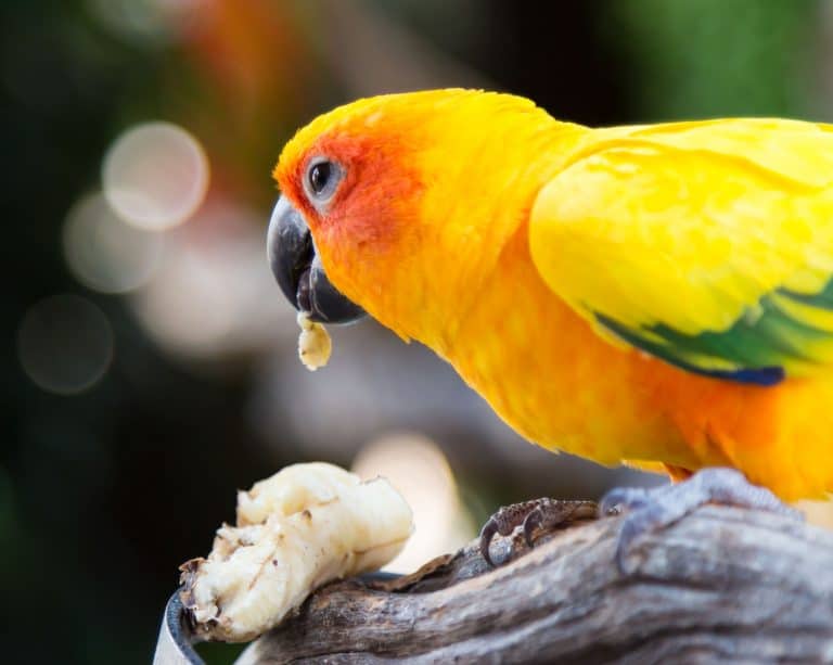 Can Parakeets Eat Bananas?