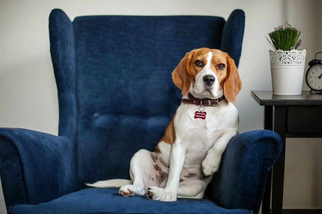 are beagles good dogs for families