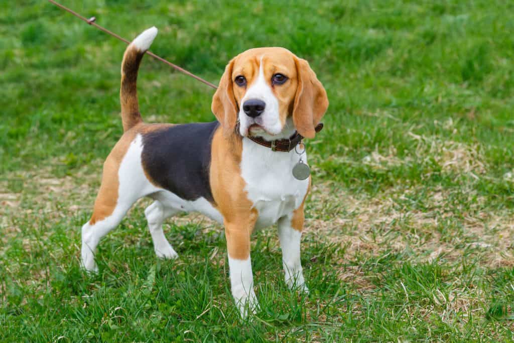 beagle life expectancy male