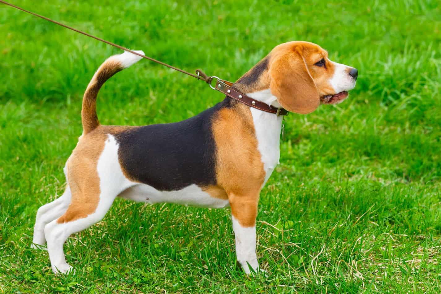 Are Beagles Good Service Dogs? – Embora 