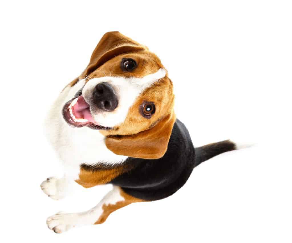 how much does a beagle dog cost