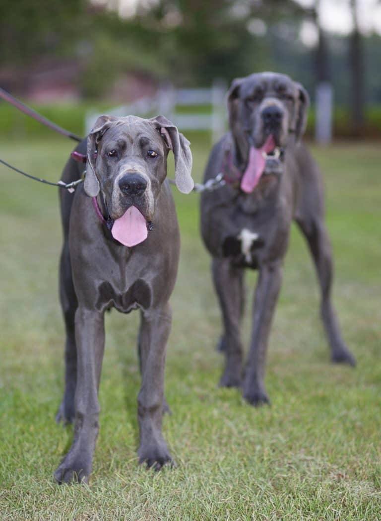 Are Great Danes Easy to Train?