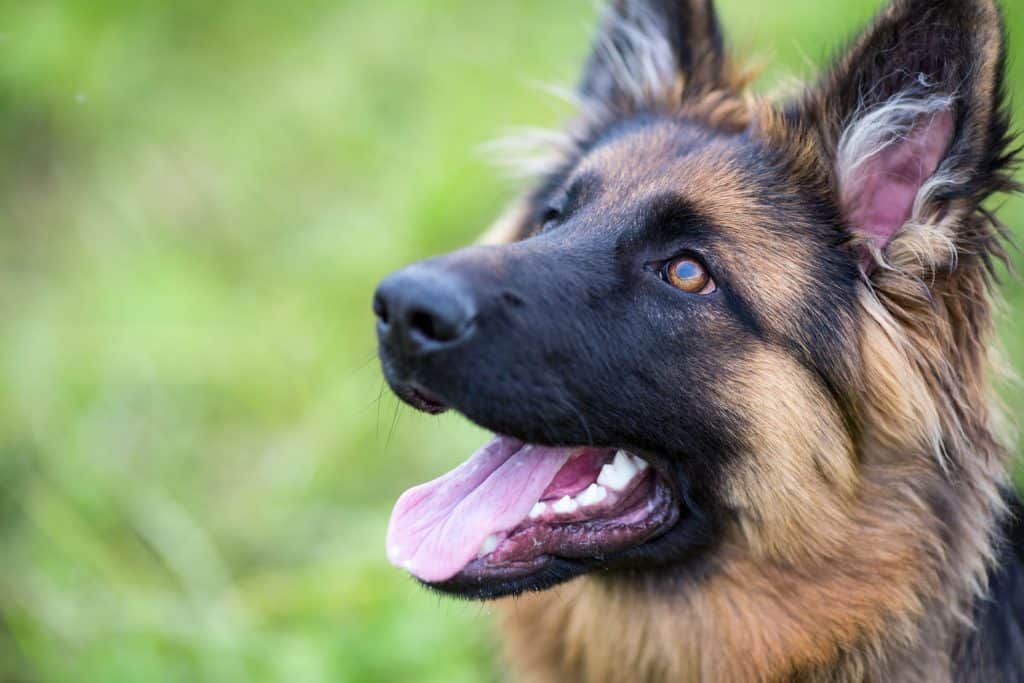 are german shepherd friendly to babies