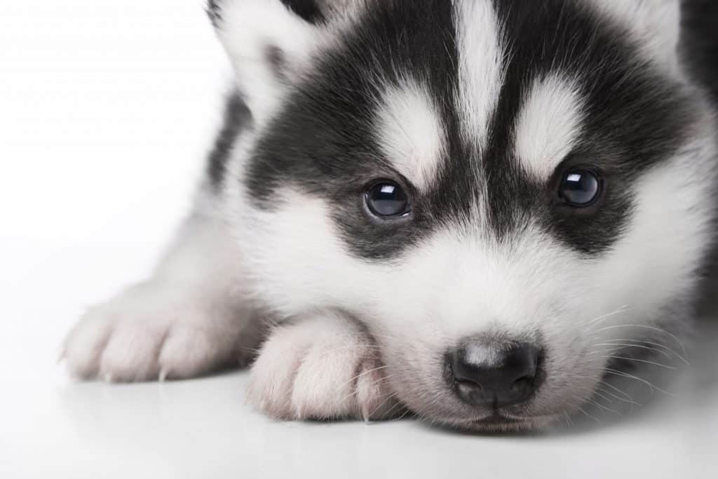 are siberian husky good family dogs