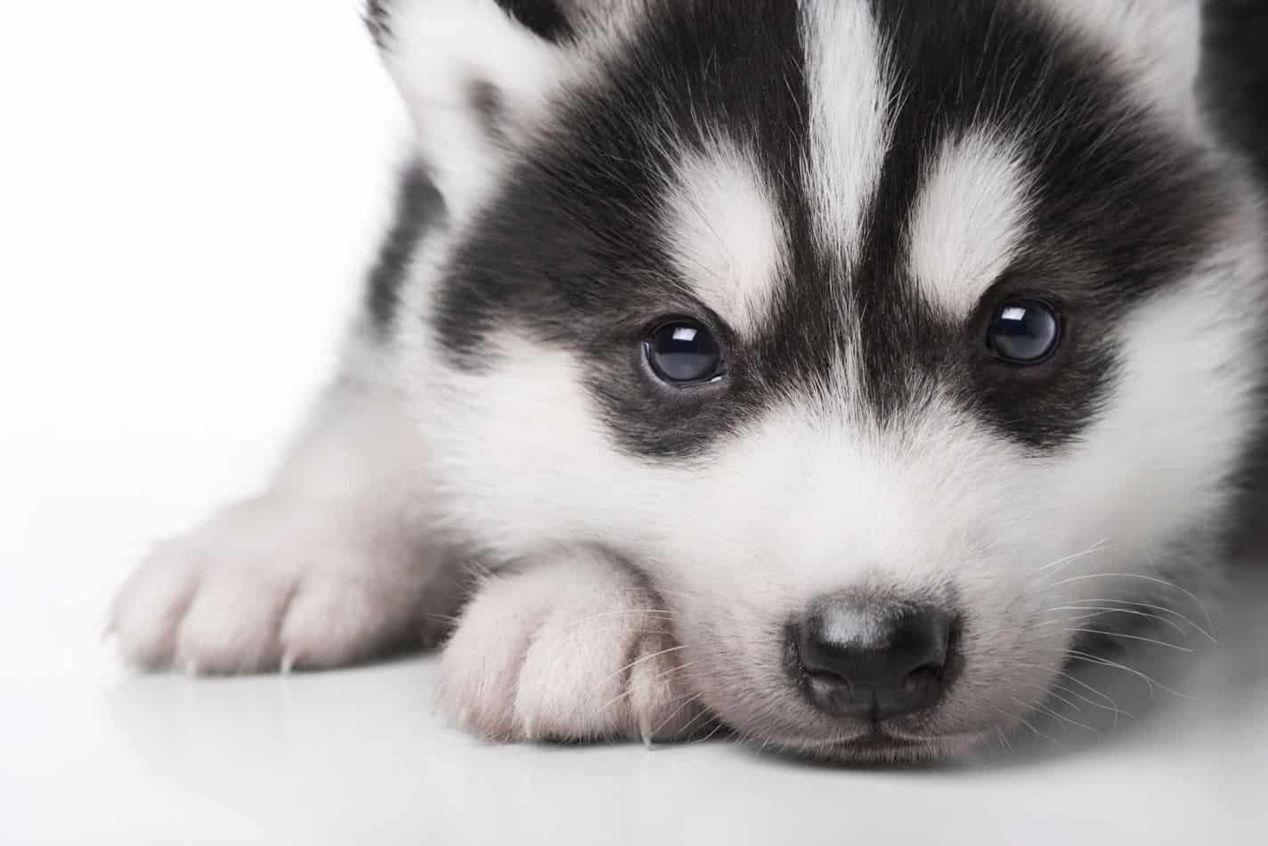 are huskies considered good family dogs