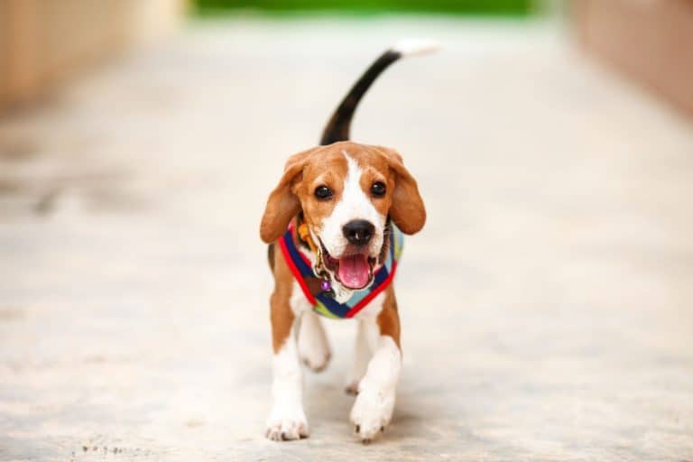 Beagle Temperament: What’s it Like Owning One?