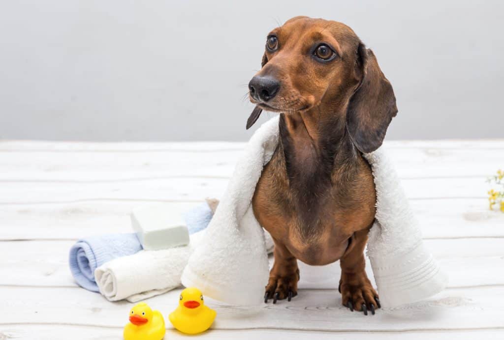 55026756 m Mini Dachshunds: Everything You Could Want To Know