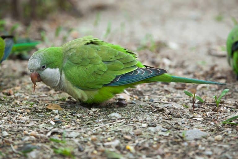 Quaker Parakeets: Everything You Need to Know Before Getting One
