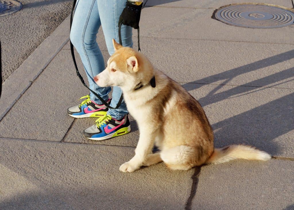 do siberian huskies make good therapy dogs