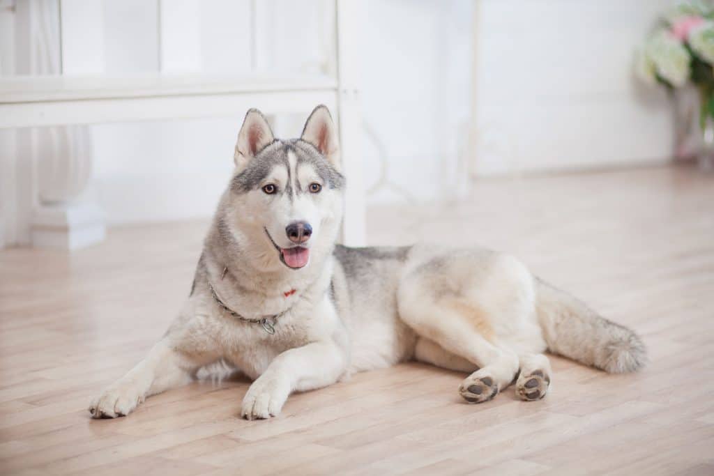 how long can you leave a husky alone for work