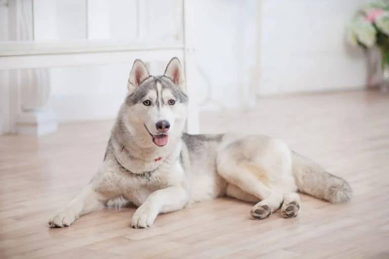 Can Huskies Live in Apartments? A Complete Guide