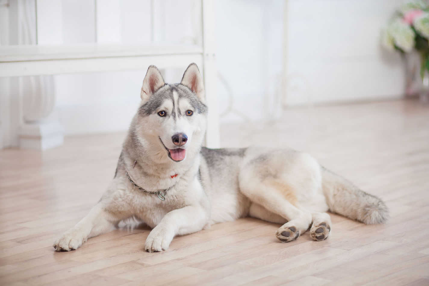 Can Huskies Live In Apartments A Complete Guide Embora Pets