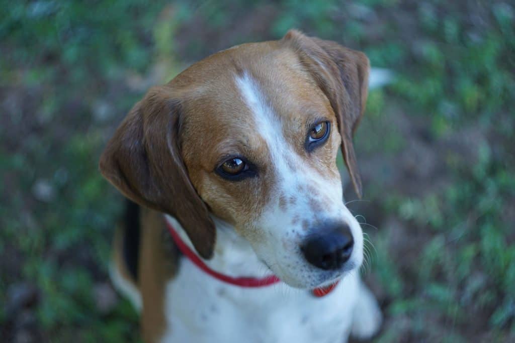 how big do beagle mixes get