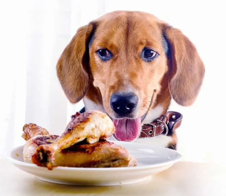 Can dogs eat dark meat chicken
