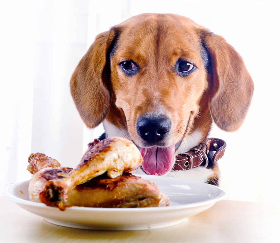 what kind of chicken can dogs eat