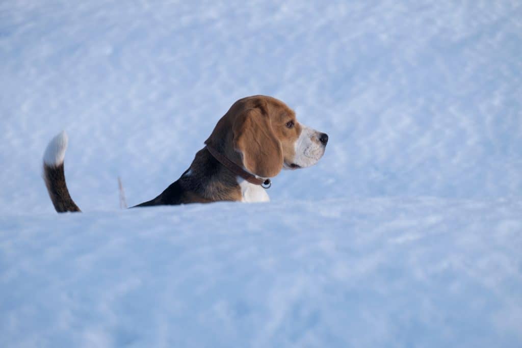 72922959 m Can Beagles Stay Outside in the Cold?