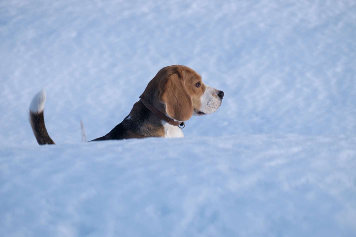 can beagle puppies swim