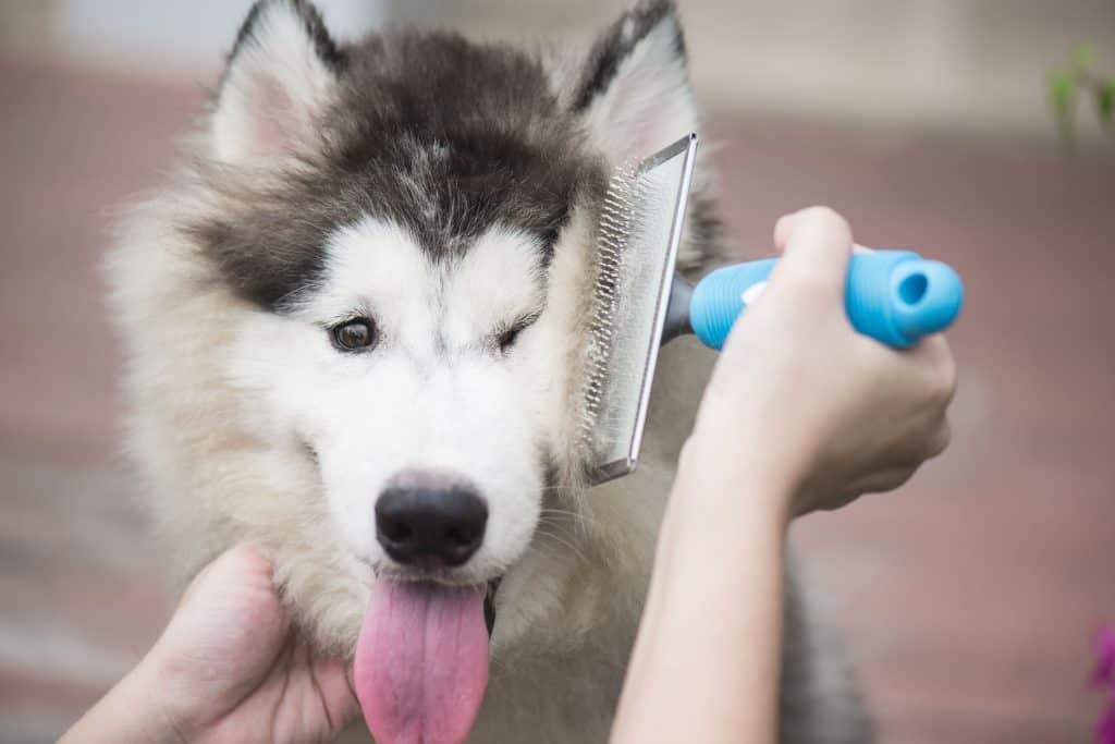 when do huskies shed their coat