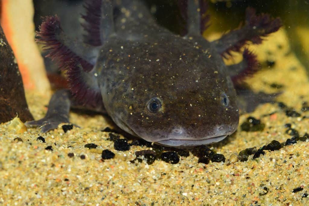 melanoid axolotl colors