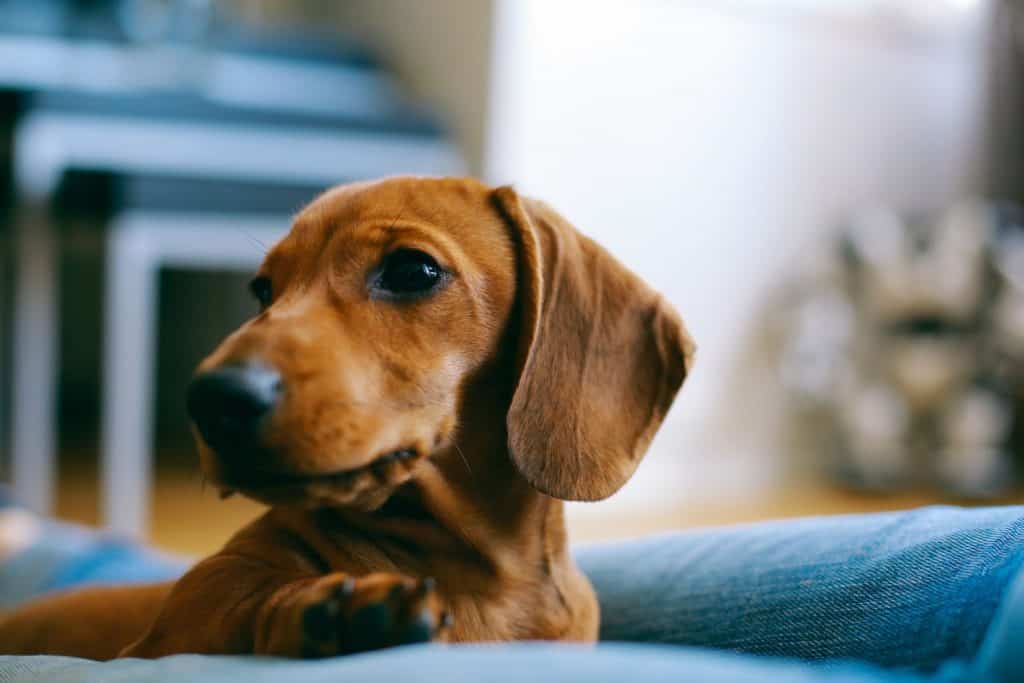 75422738 m Can Dachshunds Live in Apartments? A Complete Guide