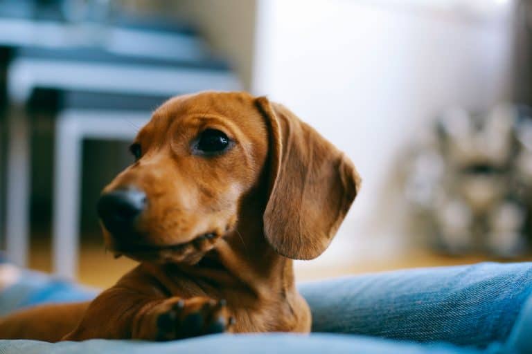 Can Dachshunds Live in Apartments? A Complete Guide