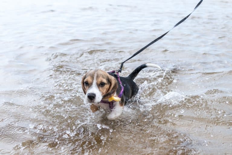 Can Beagles Swim?