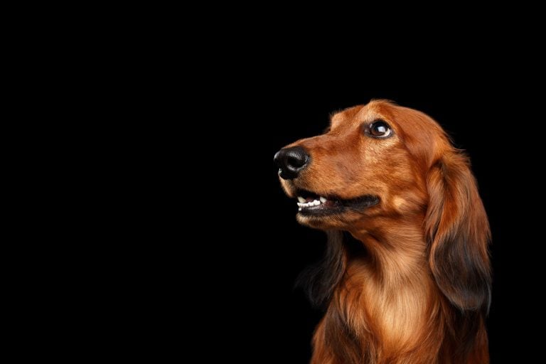 Why do Dachsunds cry?