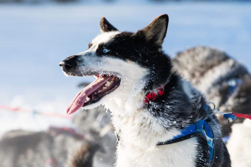 why do huskies make good sled dogs