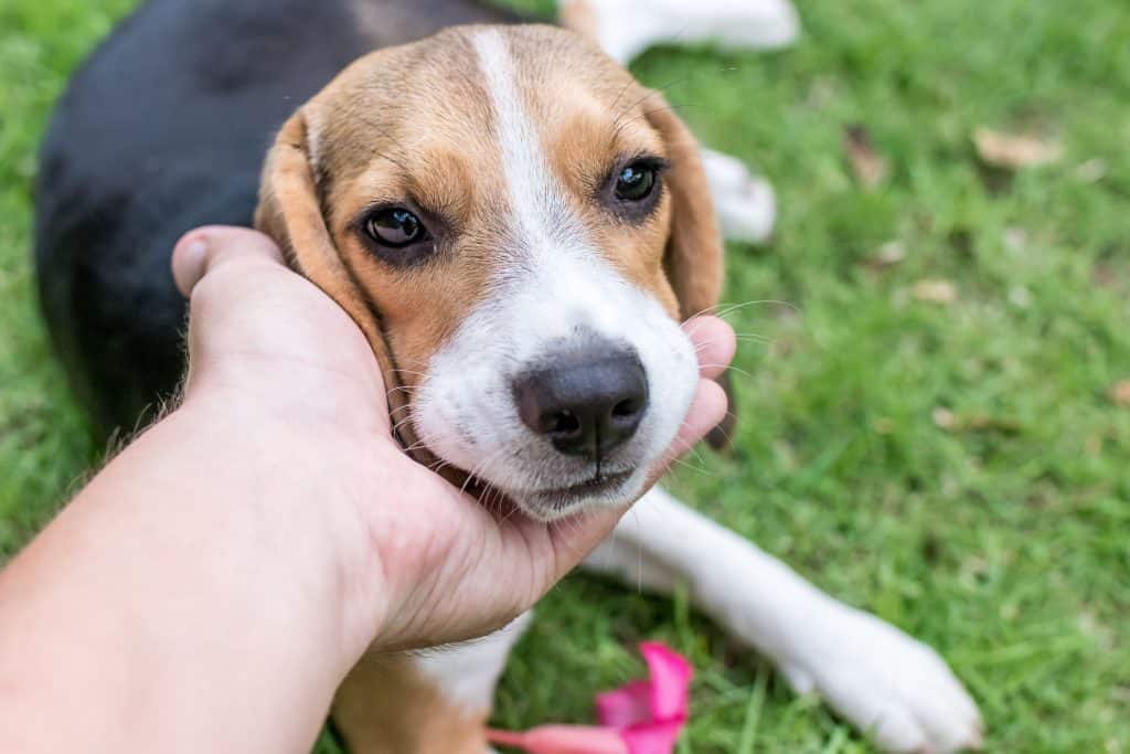 79575708 m How to get Beagles to Calm Down